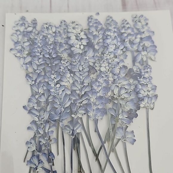 Dried Flowers - Bundle of 2 - Picture 2 of 5